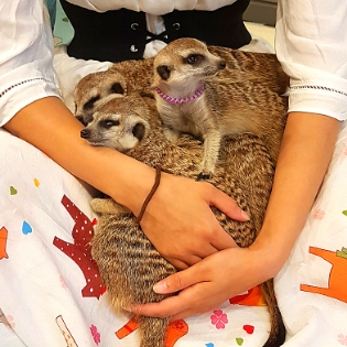 'Meerkat Friends' Cafe - Erdmännchen kuscheln in Hongdae