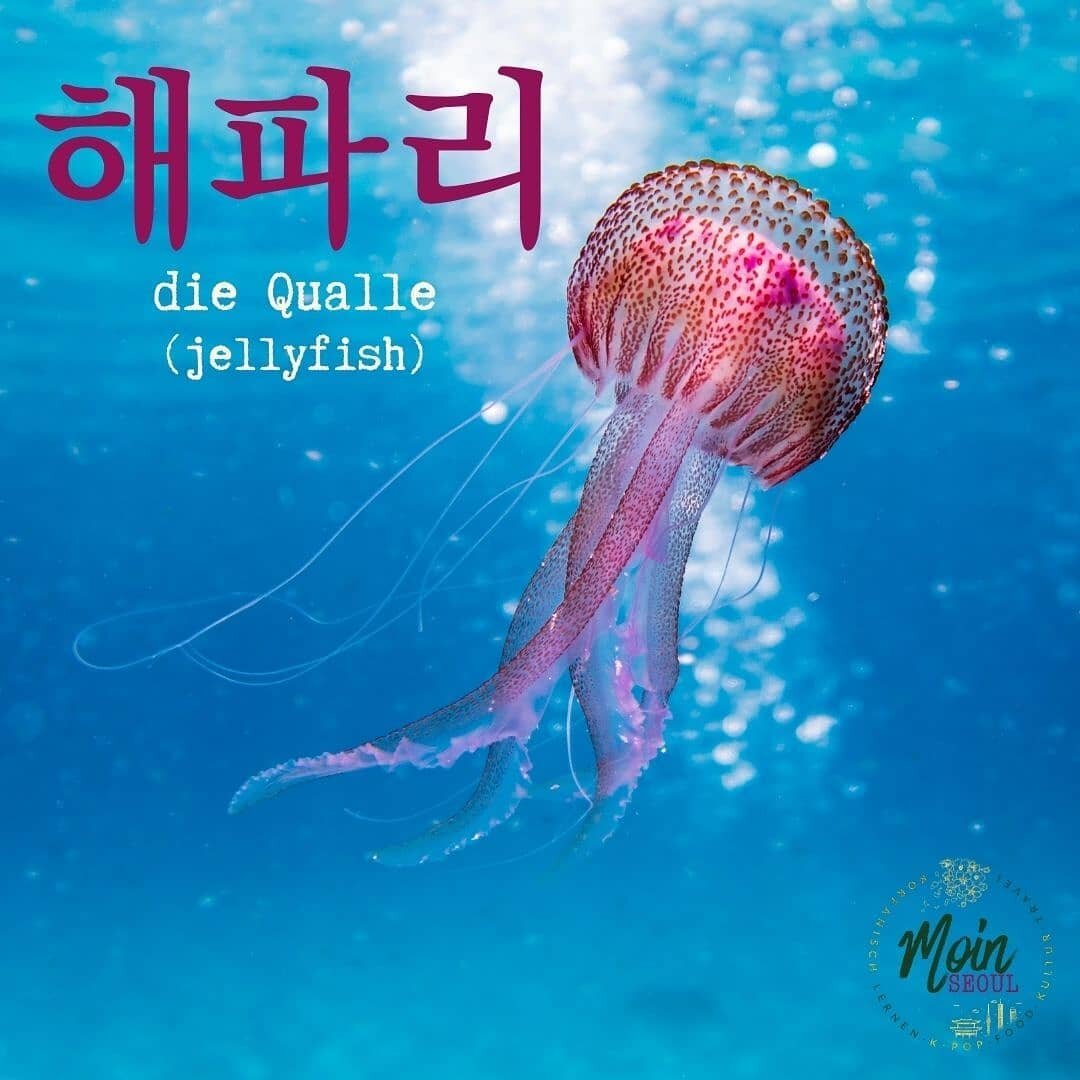 Heute geht's f&uuml;r uns ins Meer🐳
&bull;
🐳해파리 - die Qualle (jellyfish)
🐳상어 - der Hai (shark)
🐳고래 - der Wal (whale)
🐳바다표범 - die Robbe (seal)
🐳물고기 - der Fisch (fish)
🐳돌고래 - der Delfin (dolphin)
🐳게 - die Krabbe (crab)
&bull;
&bull;
&bull;
&bul